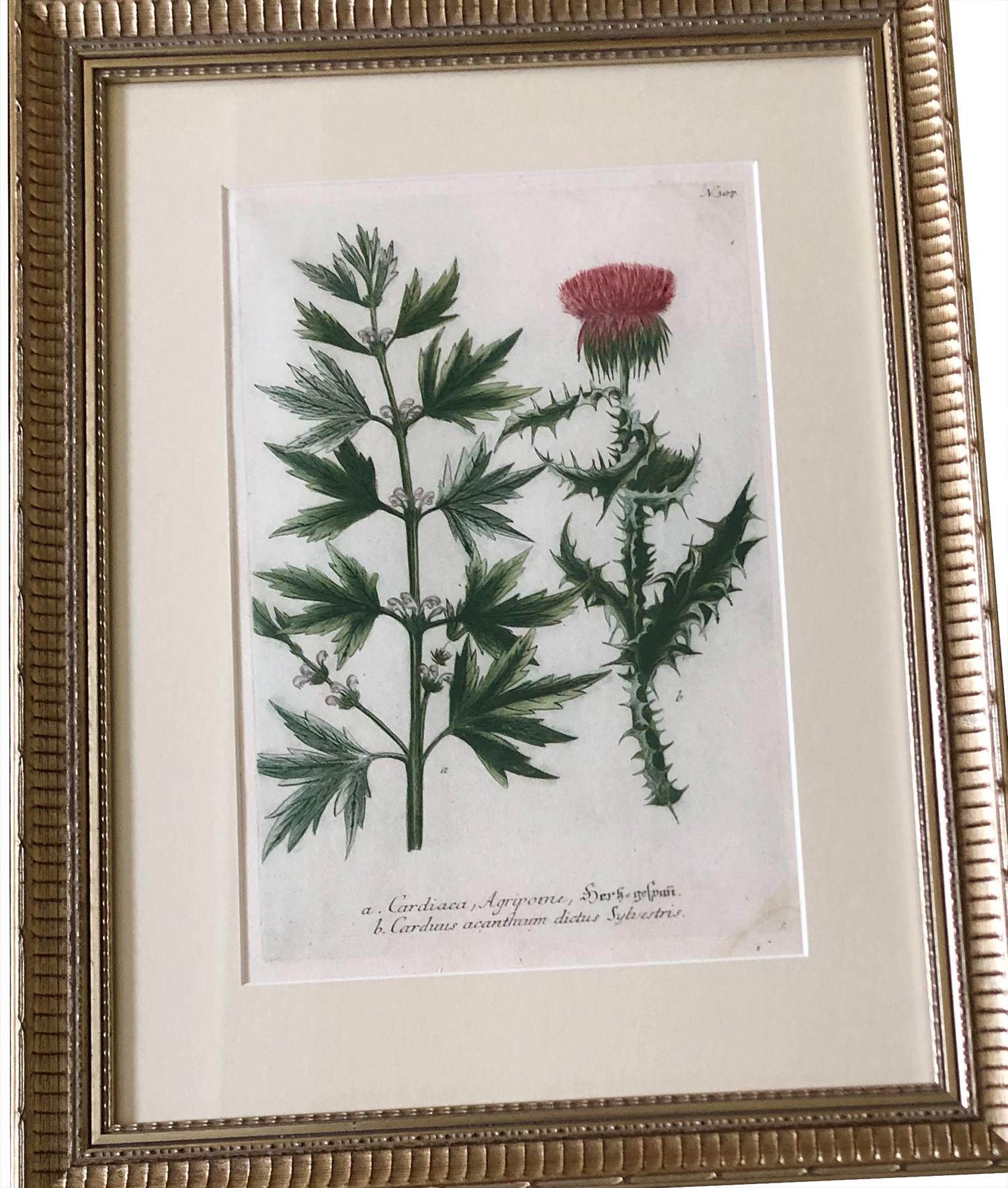 Swiss Superb Set of 12 Weinmann Botanical Engravings