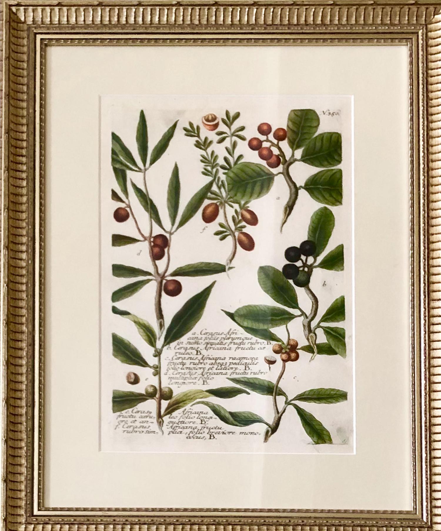 Superb Set of 12 Weinmann Botanical Engravings In Good Condition In Tetbury, Gloucestershire