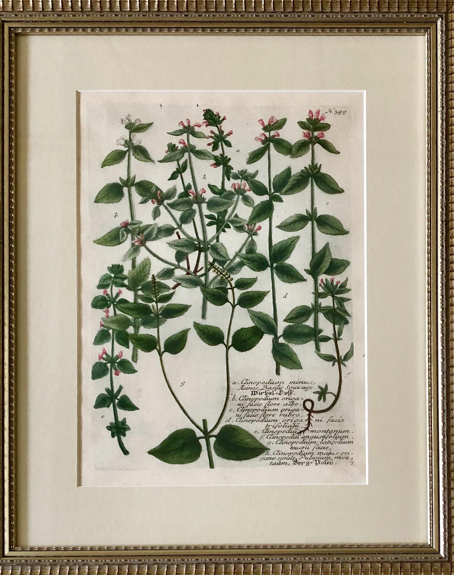 18th Century and Earlier Superb Set of 12 Weinmann Botanical Engravings