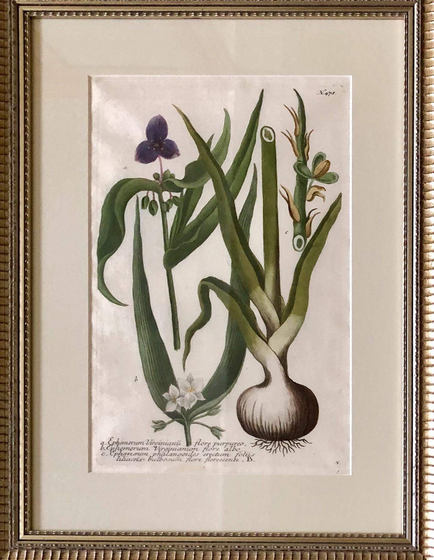 Paper Superb Set of 12 Weinmann Botanical Engravings