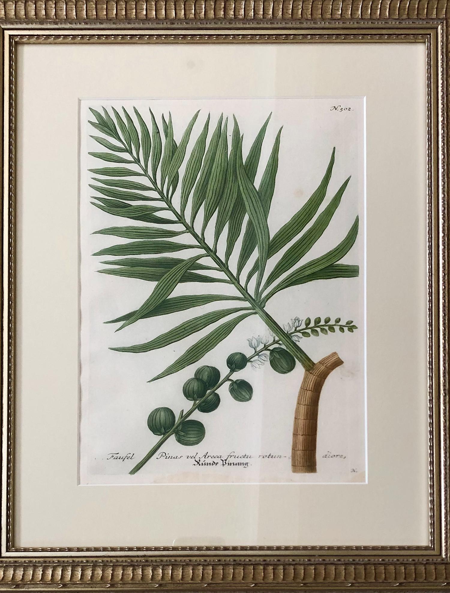 Superb Set of 12 Weinmann Botanical Engravings 1