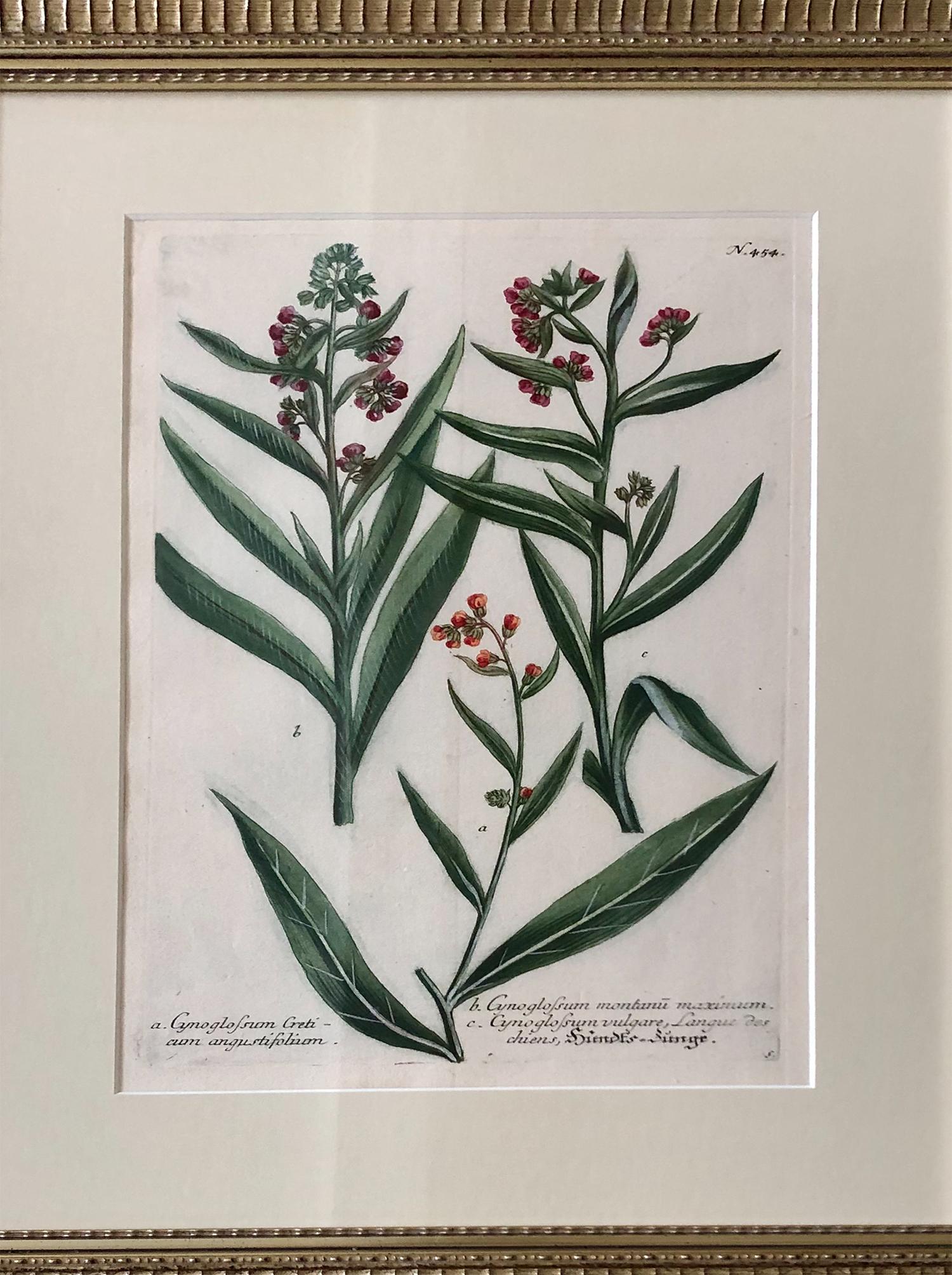 Superb Set of 12 Weinmann Botanical Engravings 2