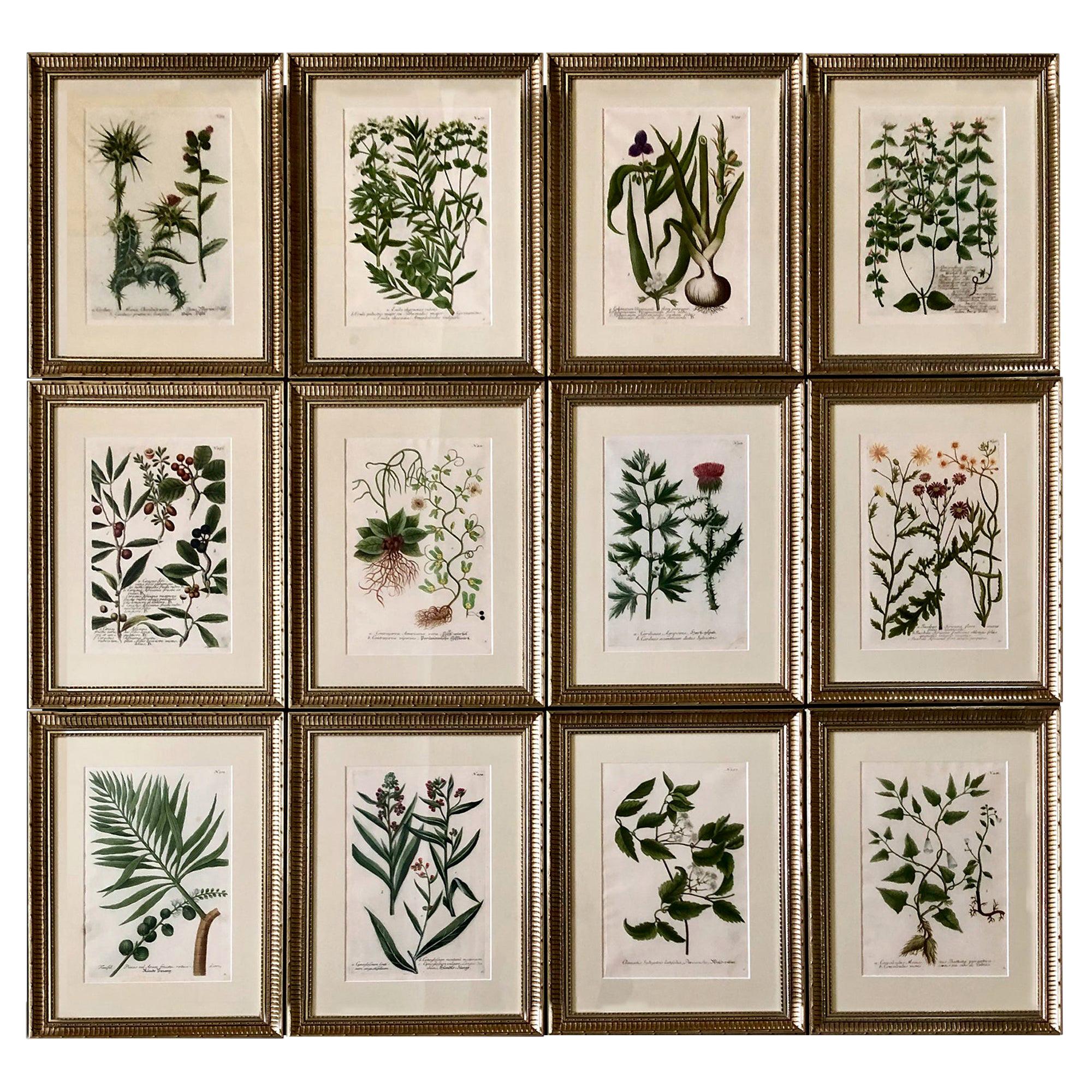 Superb Set of 12 Weinmann Botanical Engravings