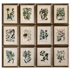Superb Set of 12 Weinmann Botanical Engravings