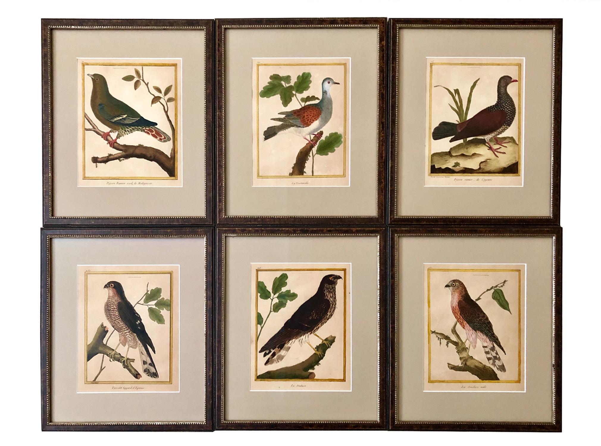 French Superb Set of Twelve Martinet Bird Copper Plate Engravings