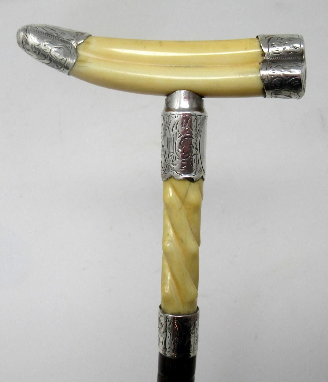 Superb Silver Mounted Ivory Boar Tusk Walking Cane Stick Silver Hallmark, 1904 In Good Condition In Dublin, Ireland