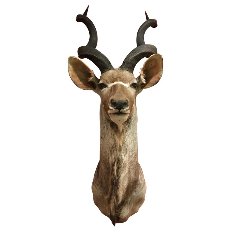 Superb Taxidermy Head of a Greater Kudo For Sale at 1stDibs