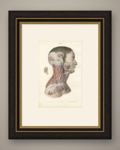 Superficial Nerves of the Face and Neck, Antique Hirschfeld Anatomy Print, 1866