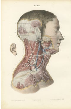 Superficial Nerves of the Face and Neck, Antique Hirschfeld Anatomy Print, 1866