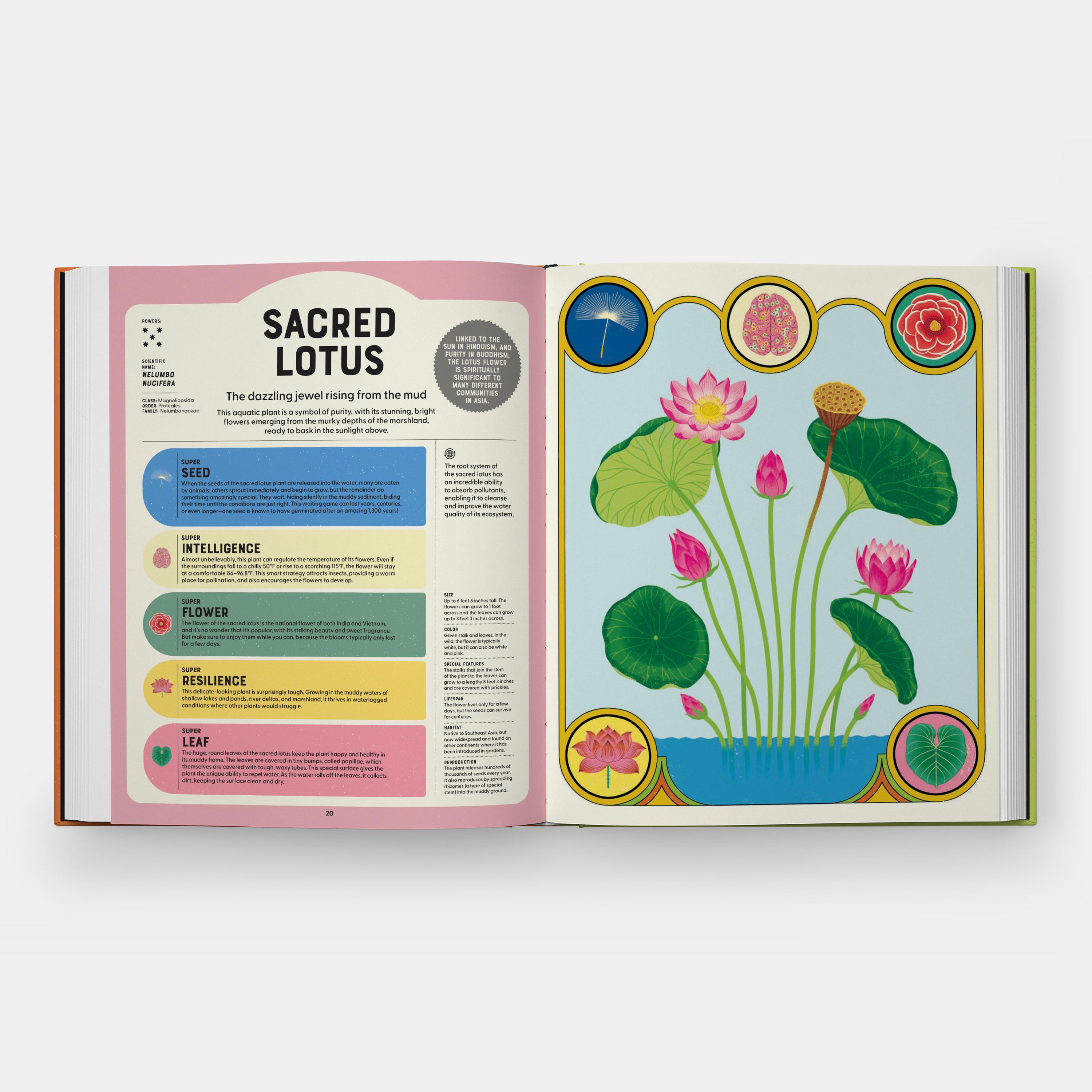 Les plantes les plus intelligentes, les plus solides et les plus ingénieuses rencontrent en vente 2