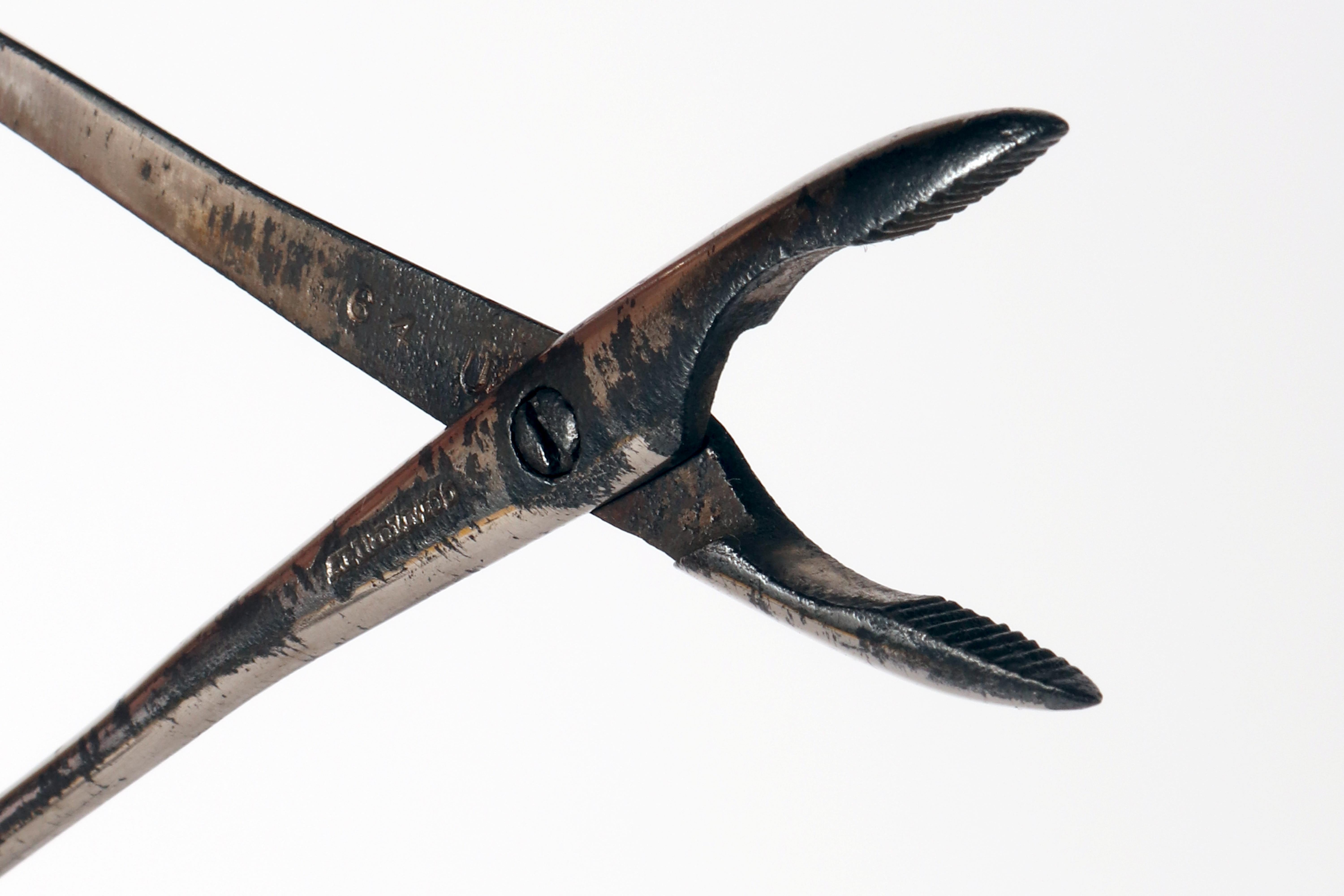Instrument chirurgie : forceps, fin du 19e siècle, États-Unis 1900. en vente 1