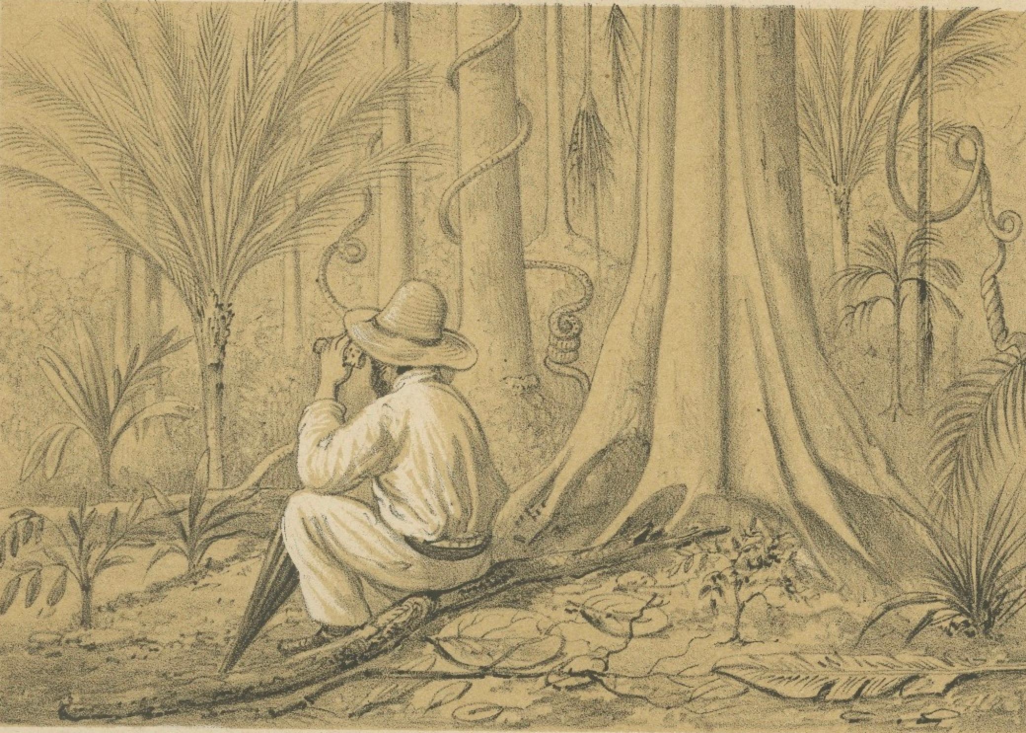 Papier La vie dans la jungle du Suriname et la pierre sacrée - Paire de lithographies de Karl Martin, 1888 en vente