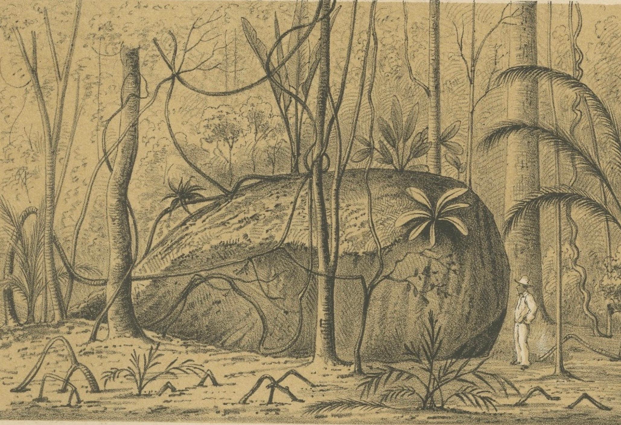 La vie dans la jungle du Suriname et la pierre sacrée - Paire de lithographies de Karl Martin, 1888 en vente 1