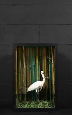 Surrealistische Vogel- und Schmetterlings Dschungelszene in beleuchteter Naturgeschichte Diorama, Diorama