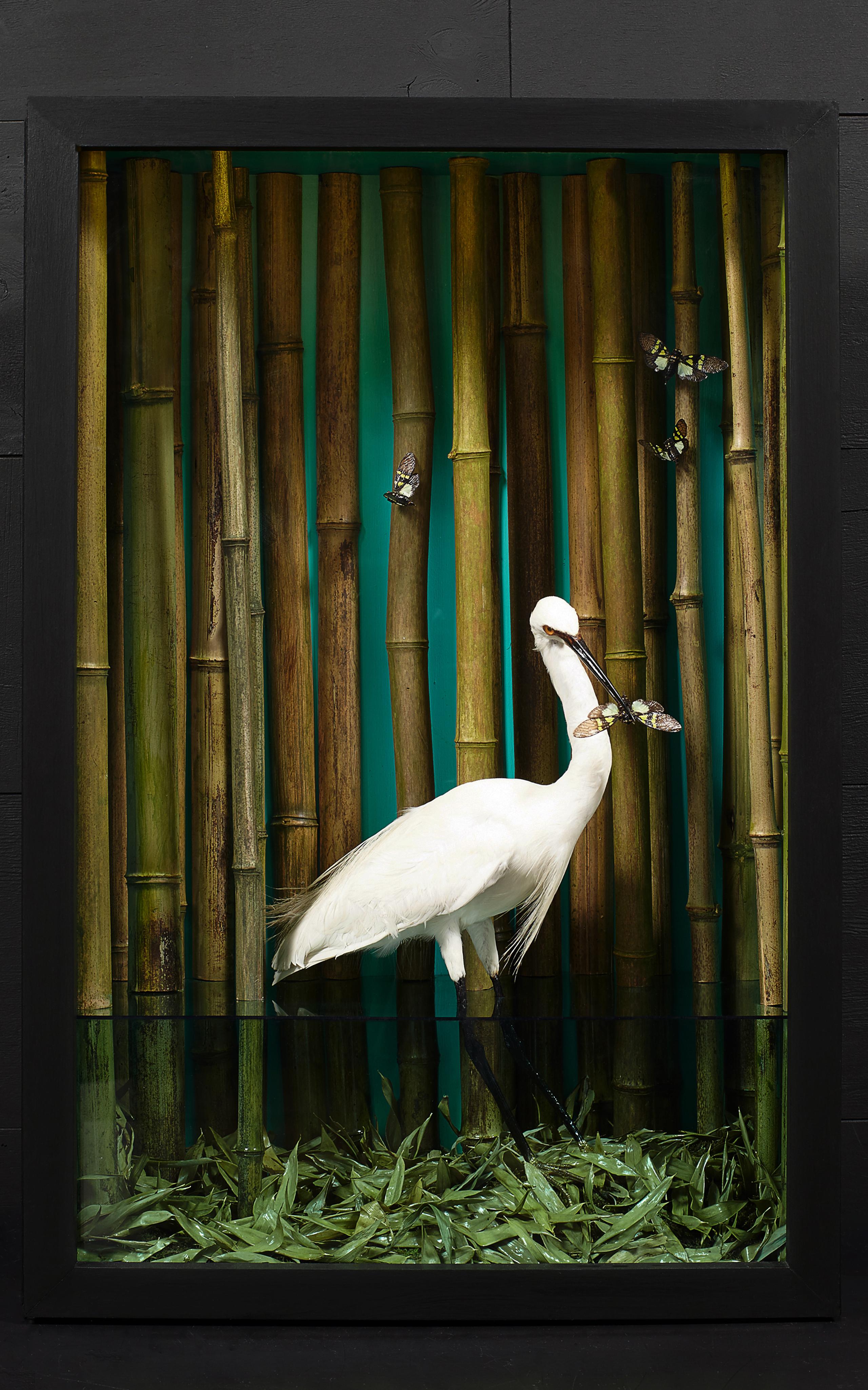 Surrealistische Vogel- und Schmetterlings Dschungelszene in beleuchteter Naturgeschichte Diorama, Diorama (Moderne) im Angebot