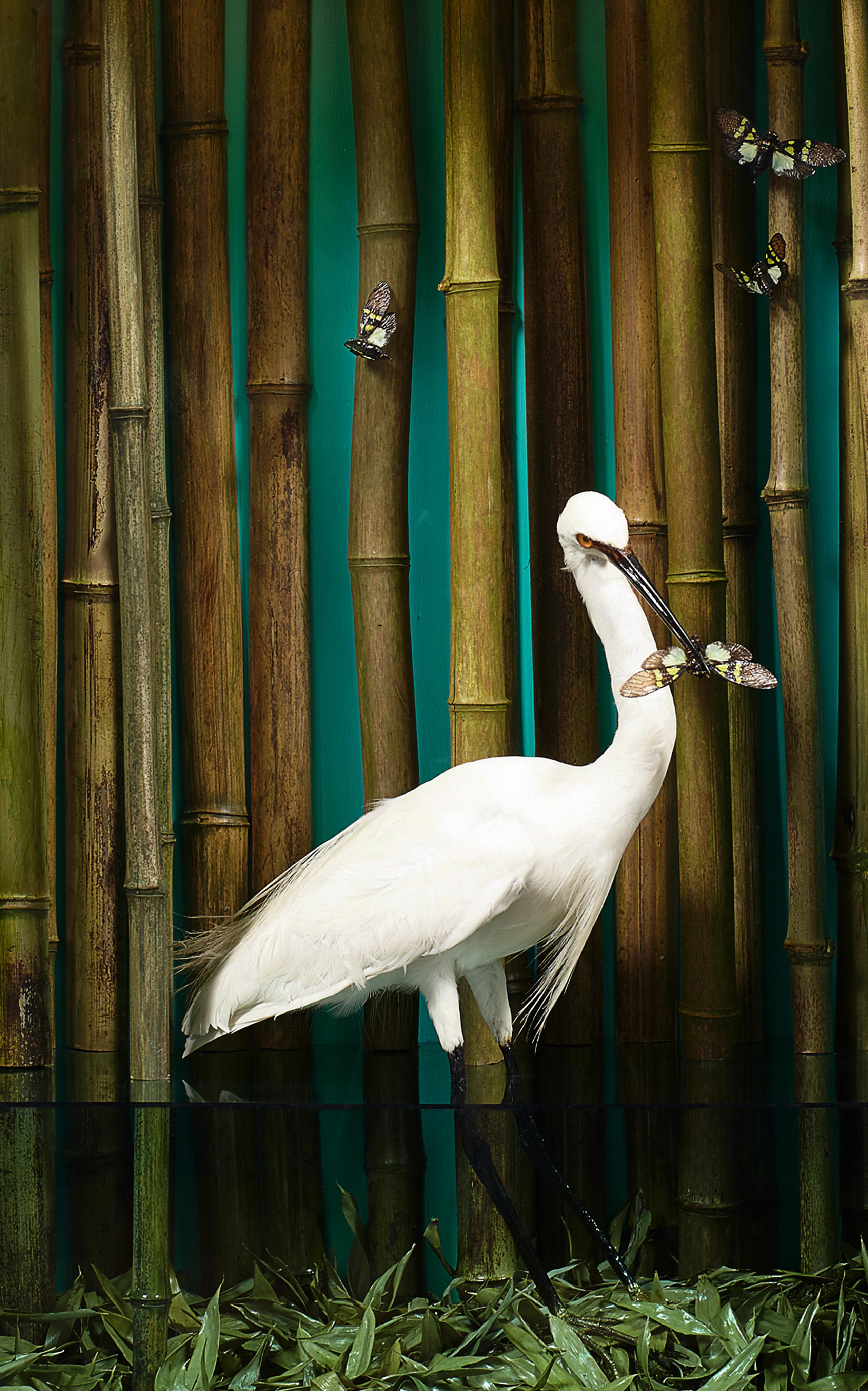 Surrealistische Vogel- und Schmetterlings Dschungelszene in beleuchteter Naturgeschichte Diorama, Diorama (amerikanisch) im Angebot