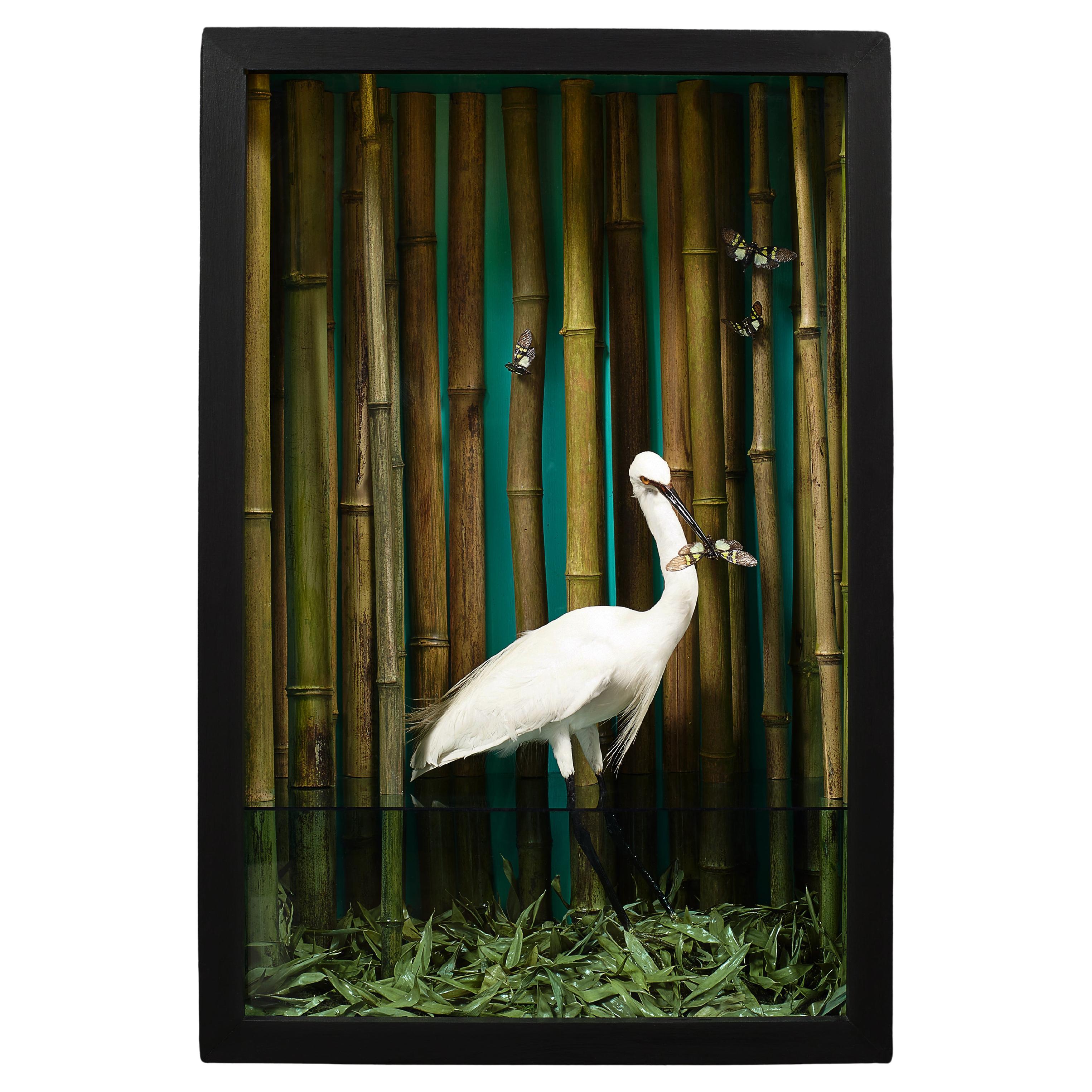 Surrealistische Vogel- und Schmetterlings Dschungelszene in beleuchteter Naturgeschichte Diorama, Diorama im Angebot