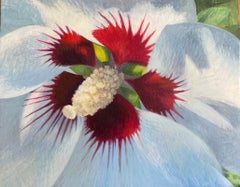 Rose of Sharon