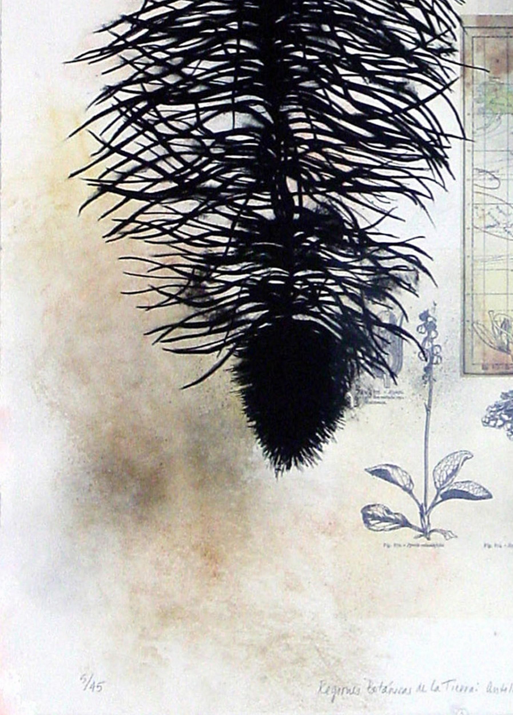 Regiones Botanicas de la Tierra: Antilles No. 1 (Antilles, botanische Kunst, ~40% O im Angebot 3