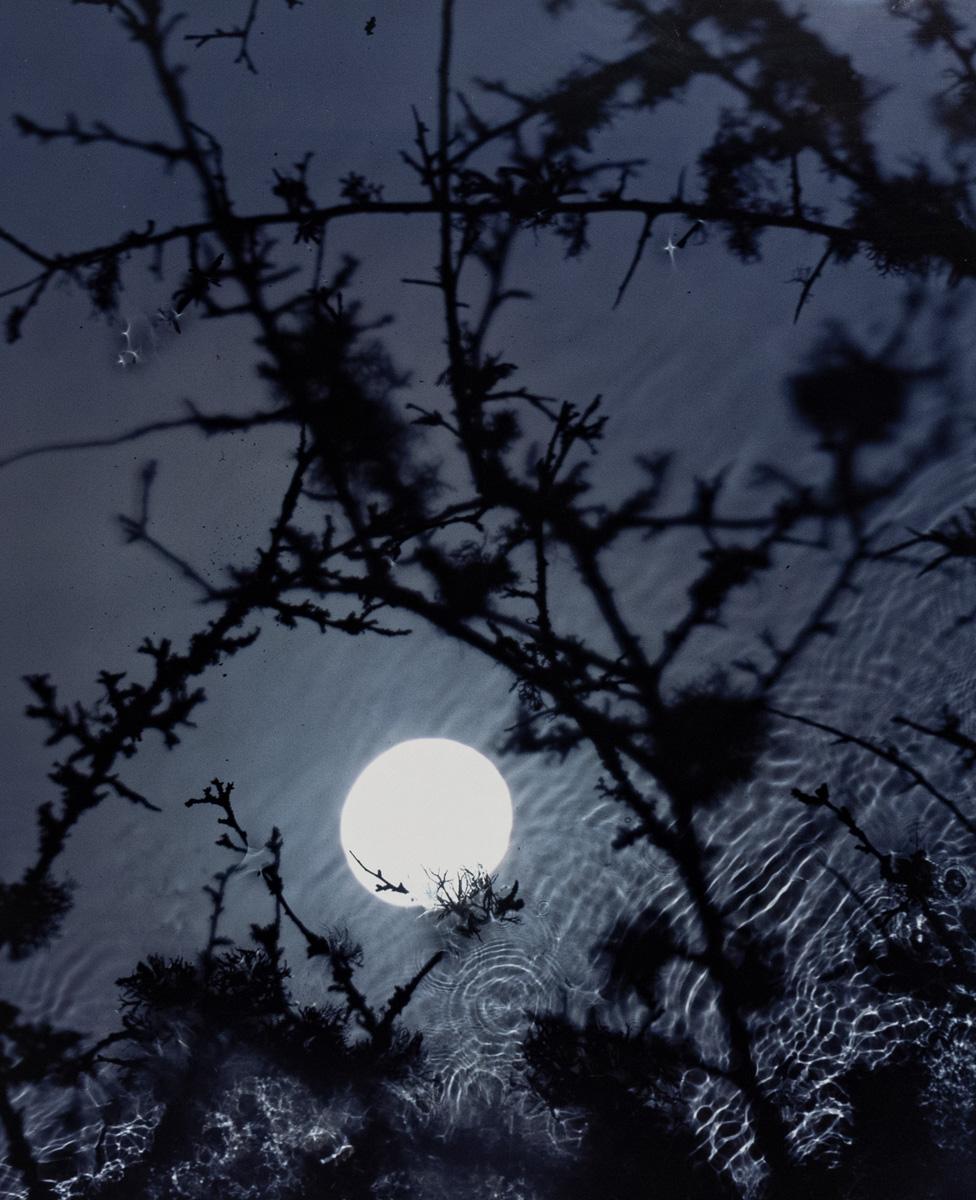 Susan Derges Abstract Photograph - Full Moon – Black Thorn