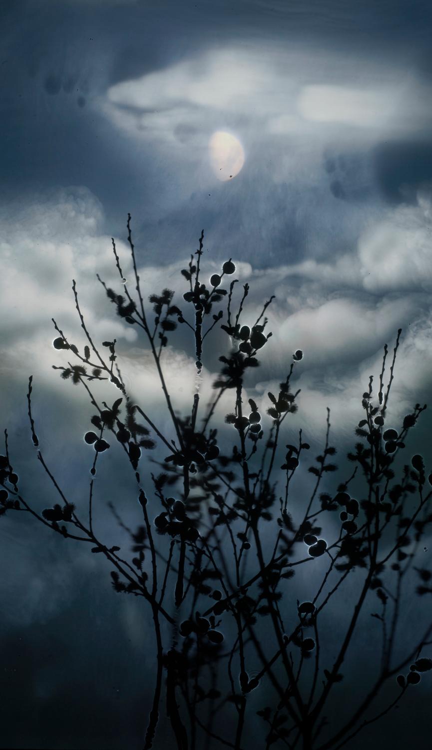 Susan Derges Landscape Print - Gibbous Moon Willow