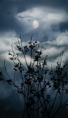 Gibbous Moon Willow