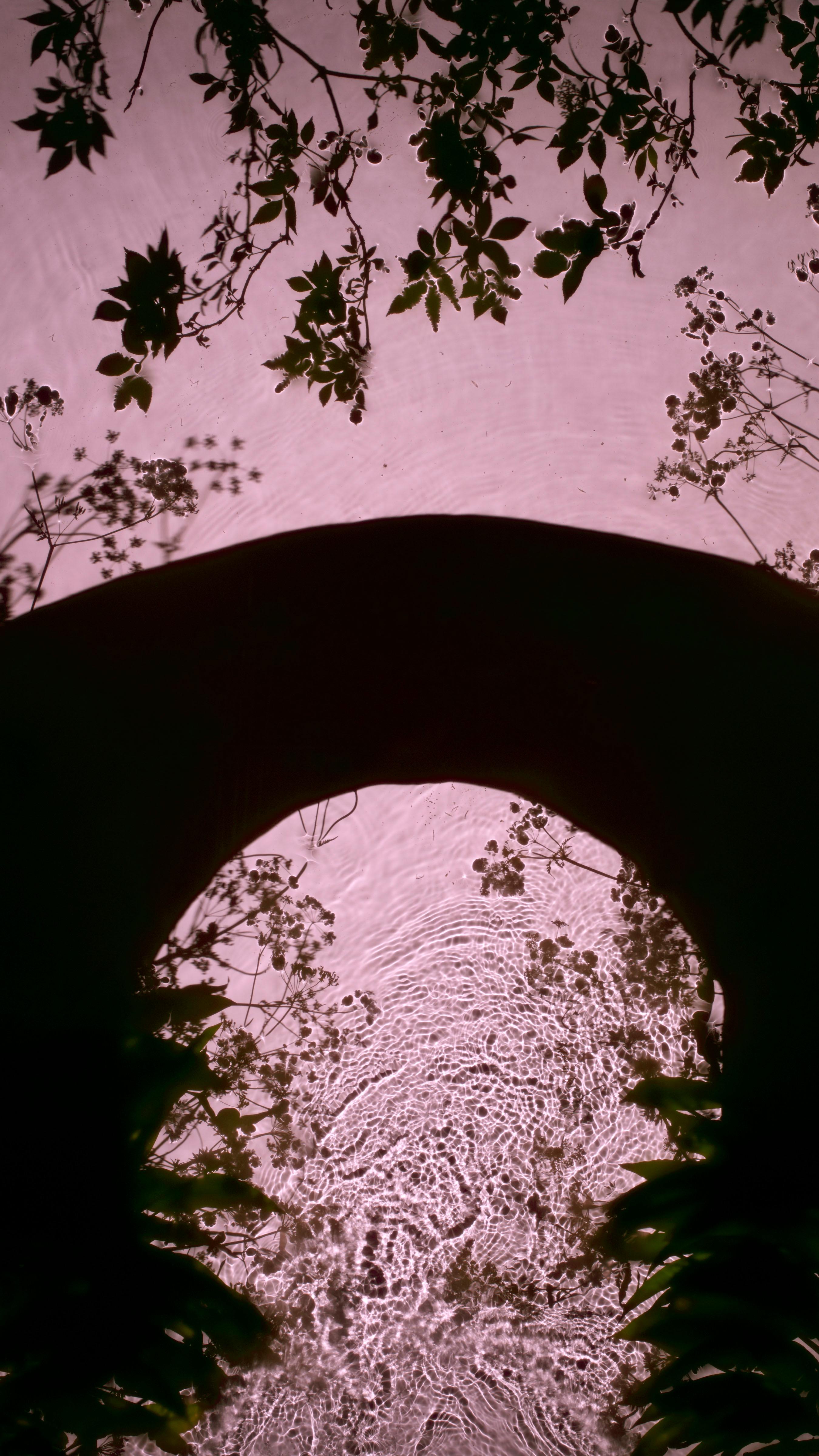 Susan Derges Landscape Photograph - Wild Garlic Bridge