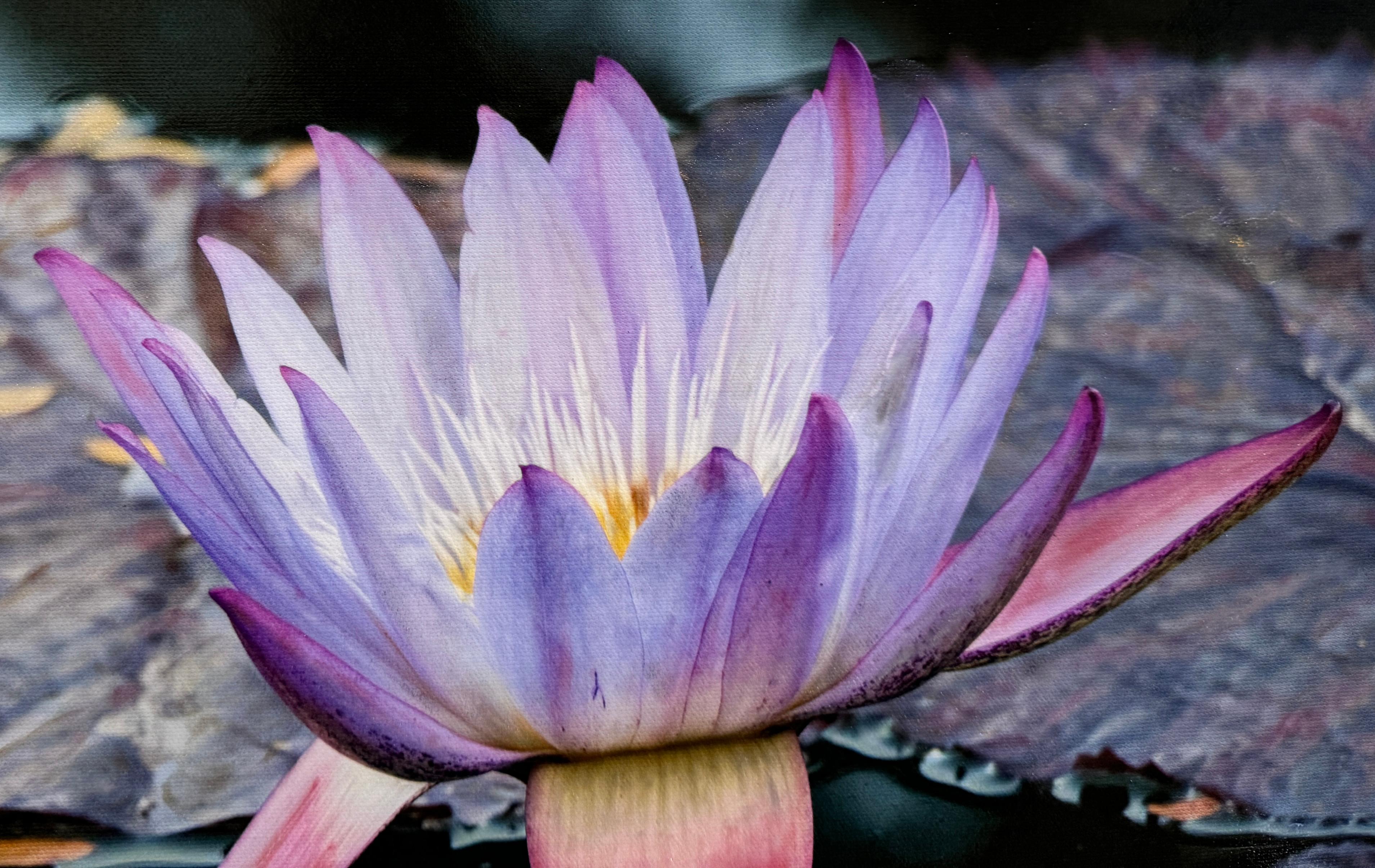 No. 47 - KAMALA - Lily d'eau / Floral / Techniques mixtes / Photographie en vente 1