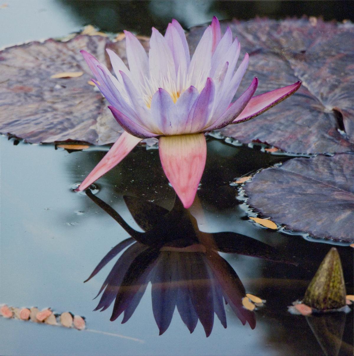 No. 47 - KAMALA - Wasserlily / Floral / Mixed Media / Fotografie – Mixed Media Art von Susan Goldsmith