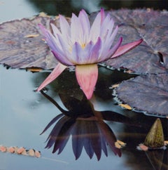No. 47 - KAMALA - Wasserlily / Floral / Mixed Media / Fotografie