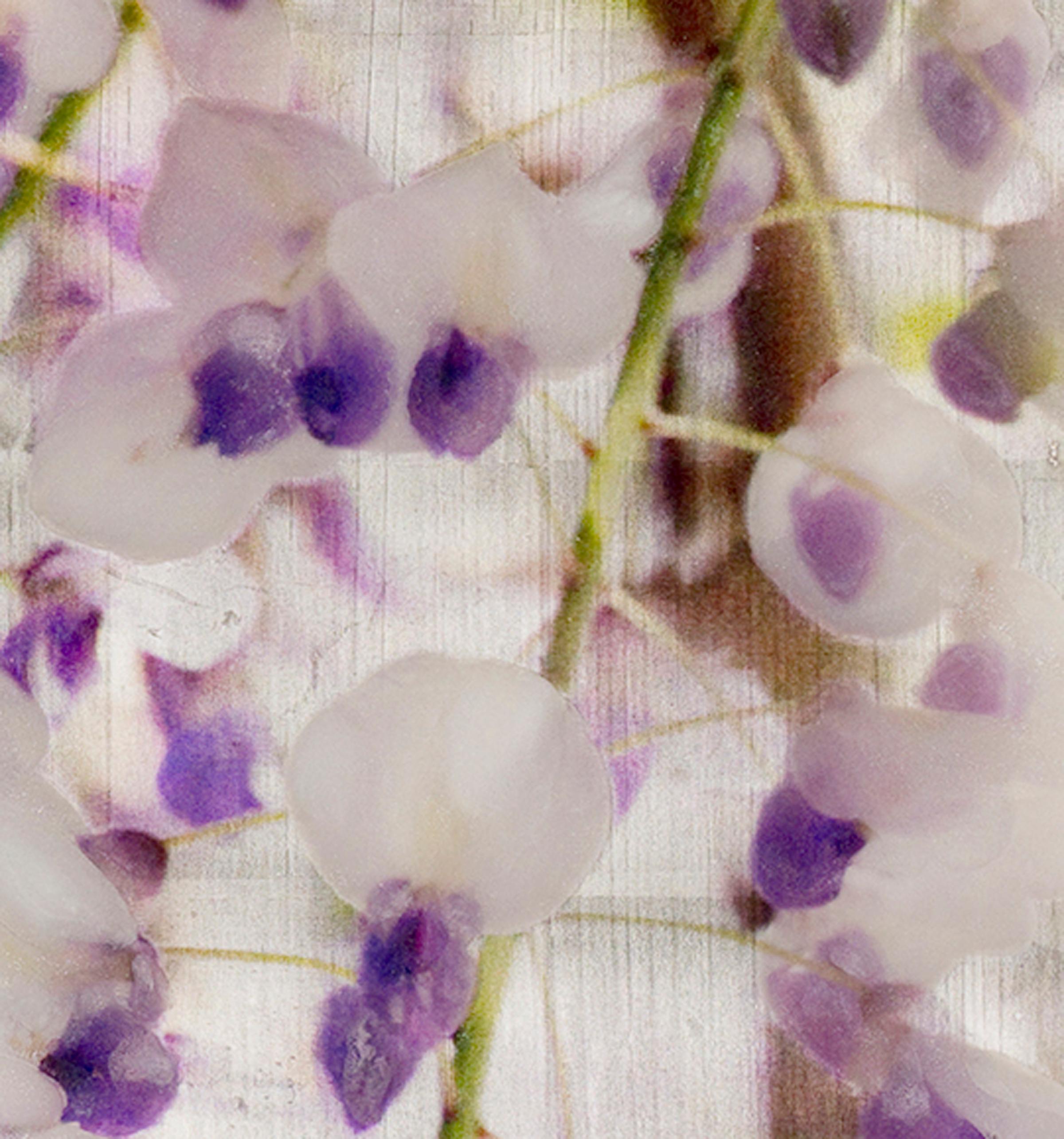 lavender wisteria vine