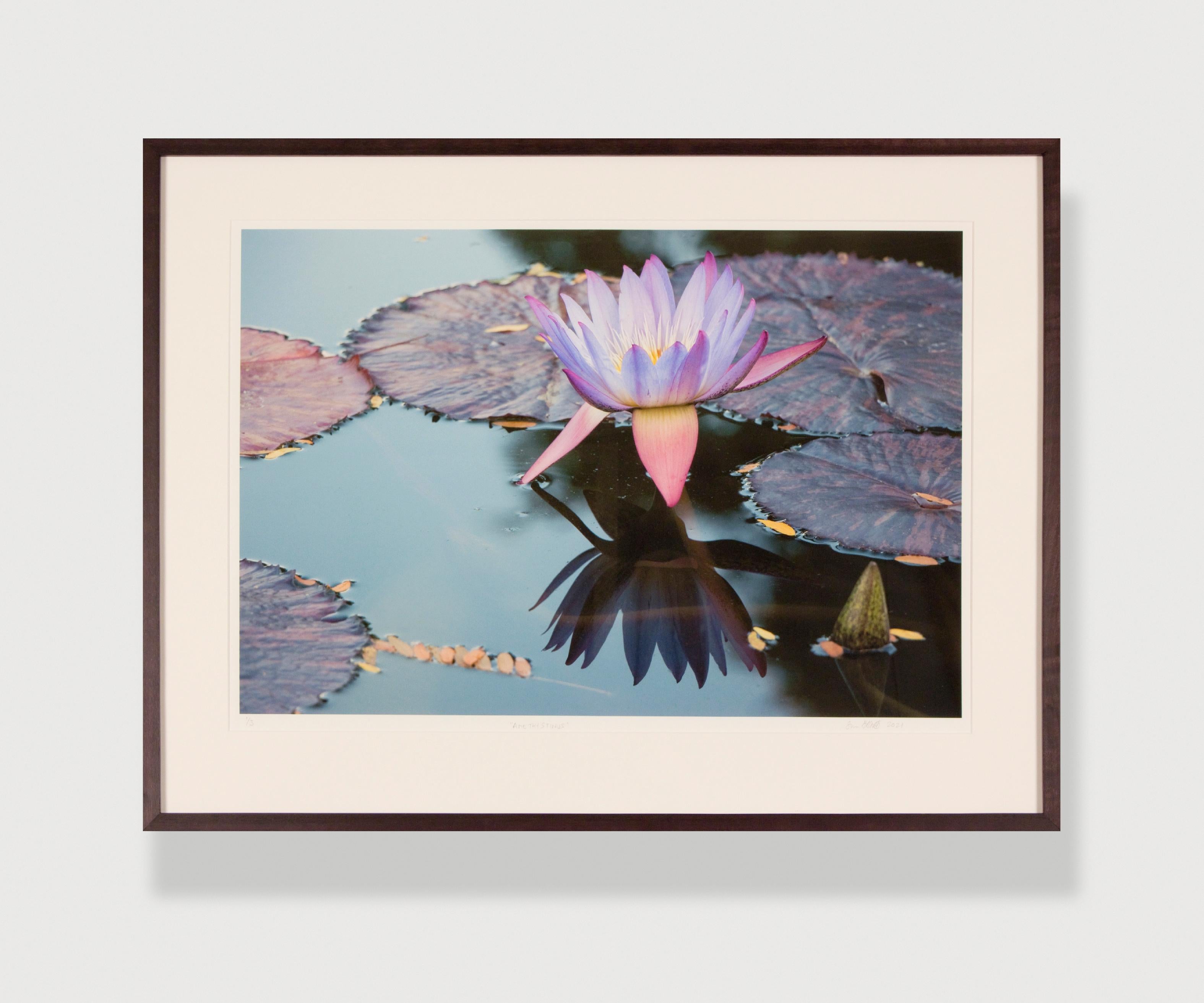 AMETHYSTINUS – Blumen-Kunstfotografie / Wasserlilien- Reflektionen / botanischer Garten – Print von Susan Goldsmith