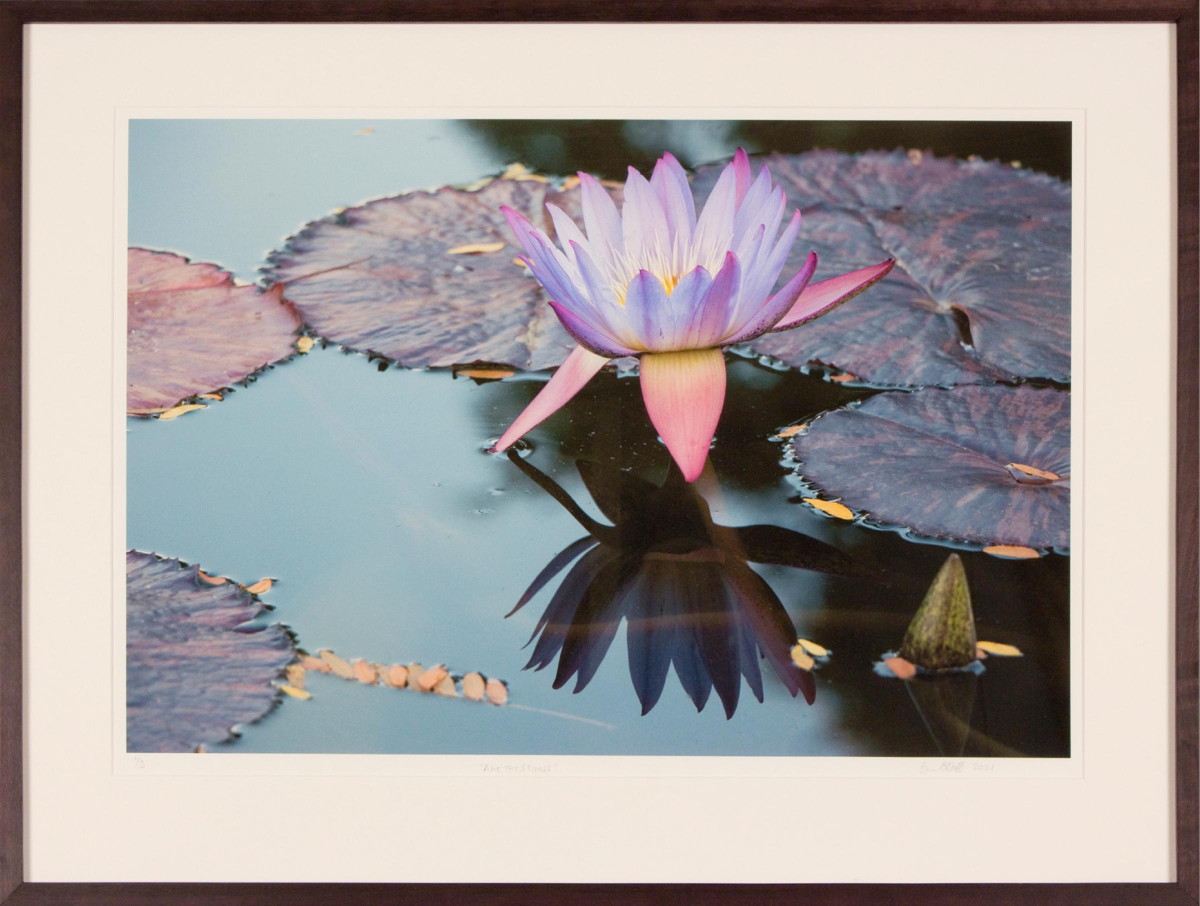 Susan Goldsmith Landscape Print – AMETHYSTINUS – Blumen-Kunstfotografie / Wasserlilien- Reflektionen / botanischer Garten