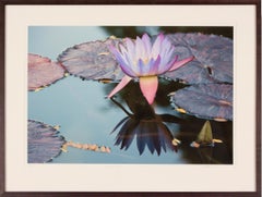 AMETHYSTINUS - Photographie d'art floral / Réflections de nénuphar / Jardin botanique