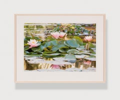 PINK LADIES STATE 2 - Floral Art Photography / Water Lily / Botanic Garden