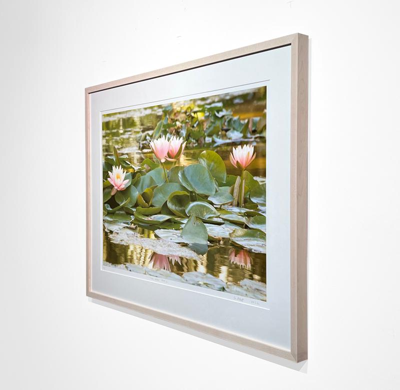 PINK LADIES STATE 2 – Blumen-Kunstfotografie / Wasserlilie / botanischer Garten (Zeitgenössisch), Print, von Susan Goldsmith