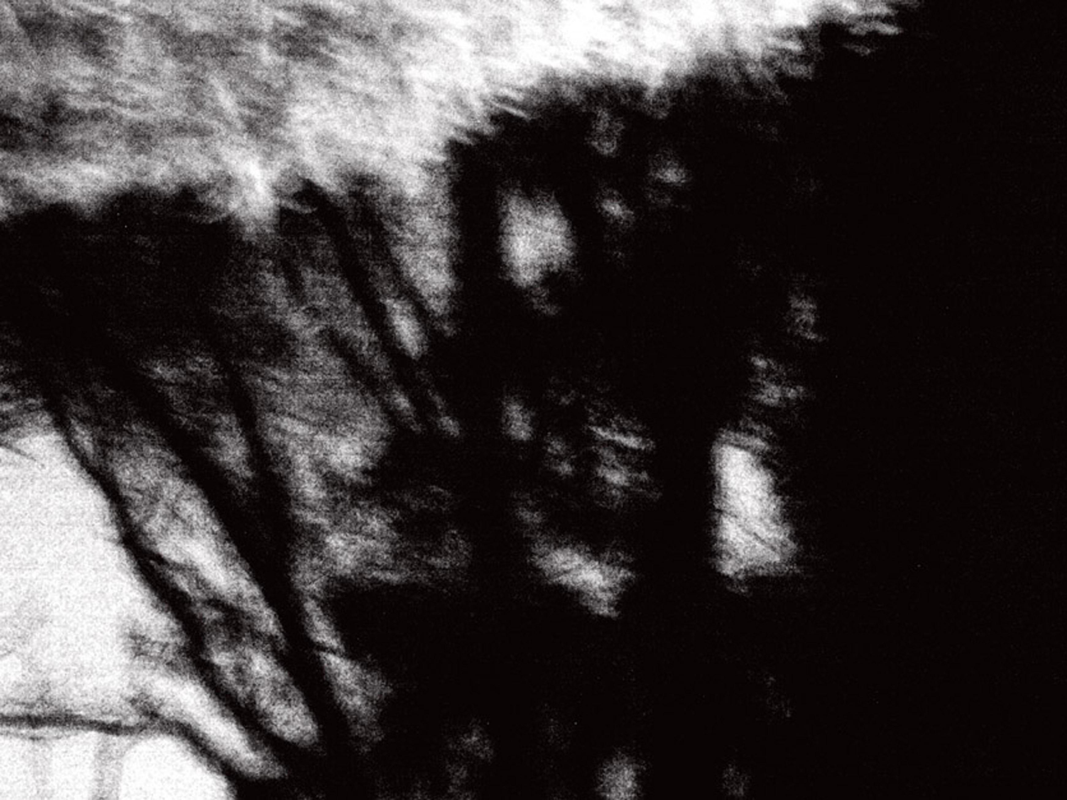 Susan Grissom Black and White Photograph - Night Trees, Photograph, Archival Ink Jet