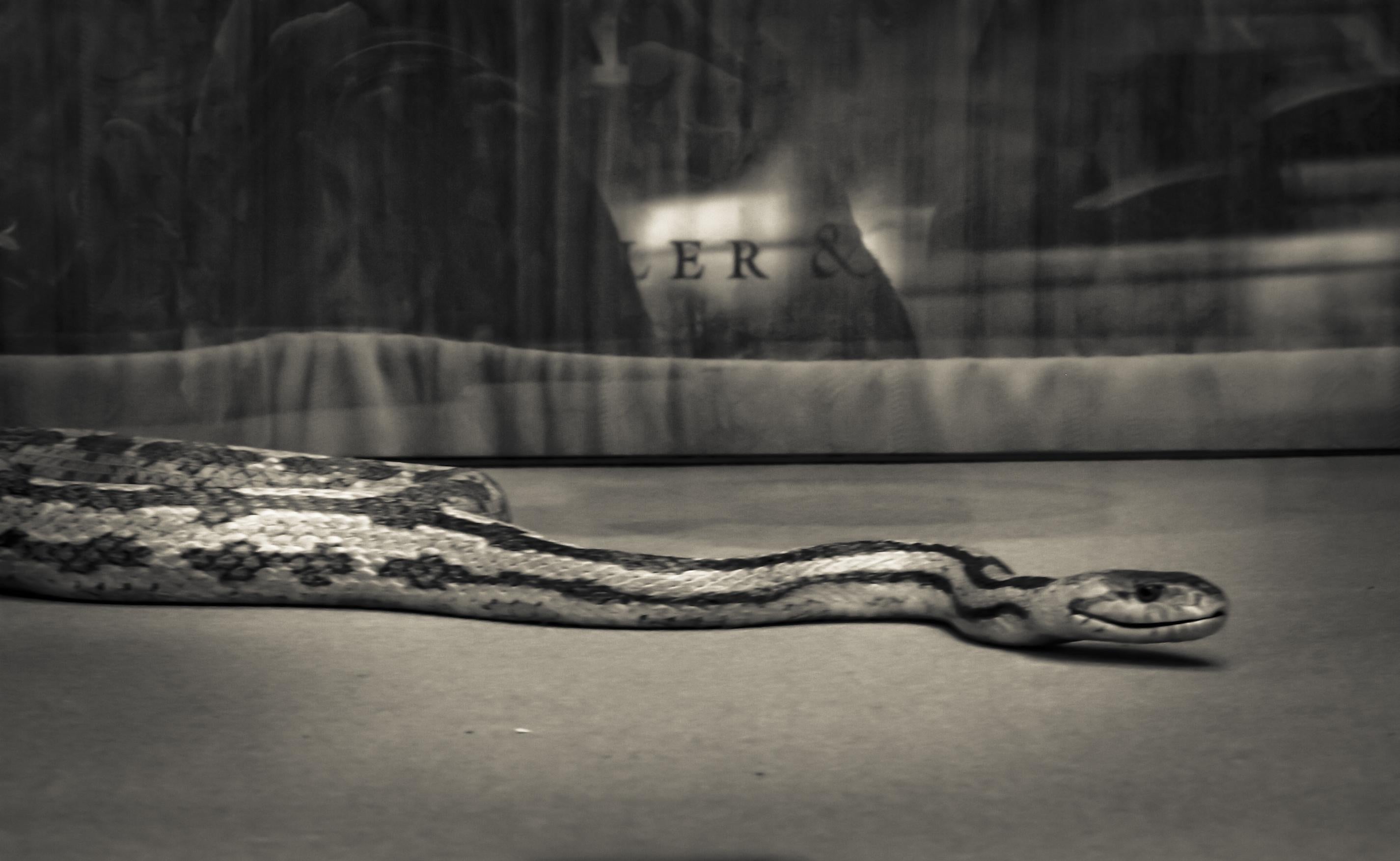 Susan Grissom Black and White Photograph - Snake, Photograph, Archival Ink Jet
