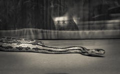 Snake, Photograph, Archival Ink Jet