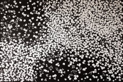 "Groundcover No. 2" - black & white ink drawing - botanical - Henri Matisse