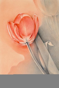 Tulpe: Sommernachmitte