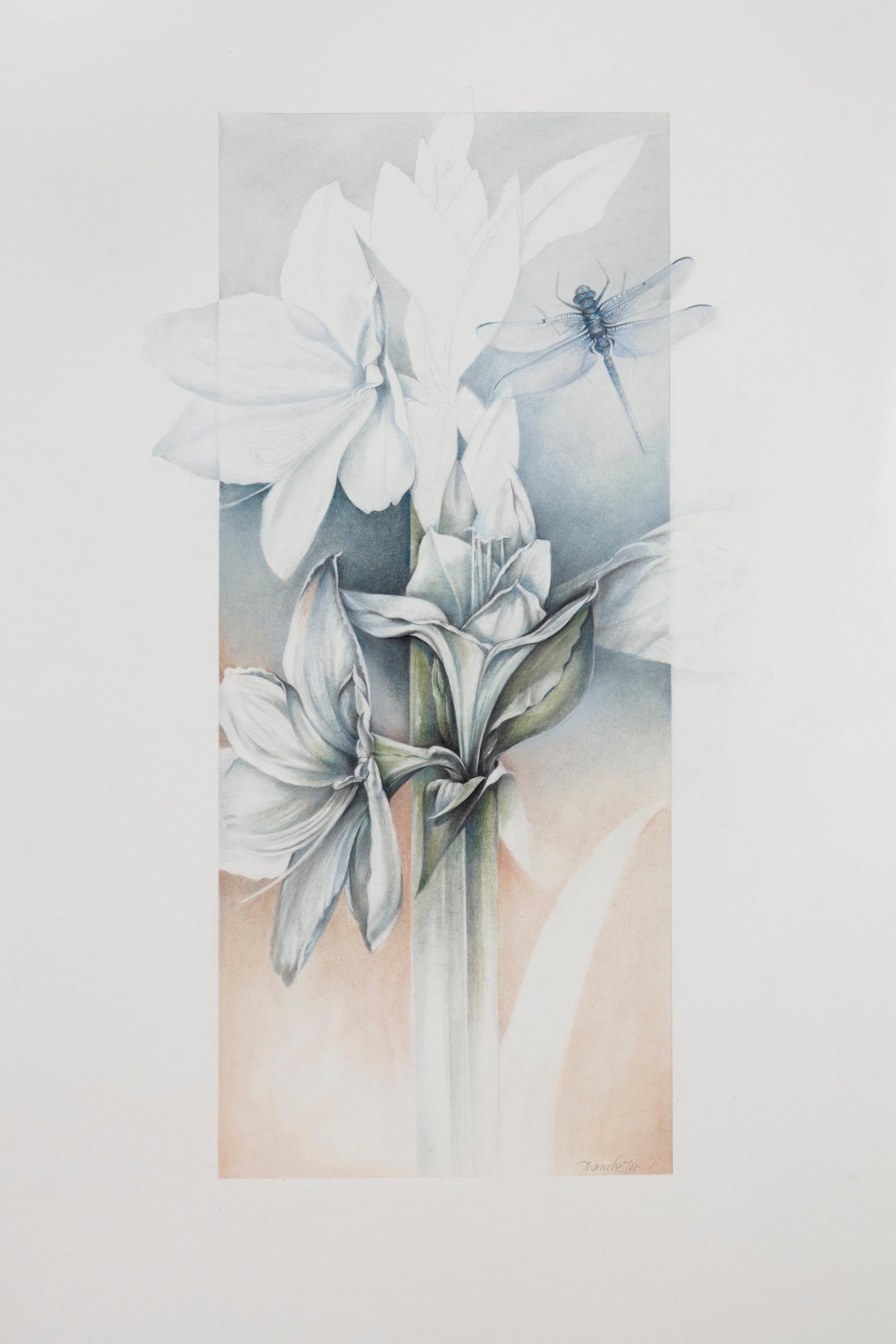 White Amaryllis with Dragonfly