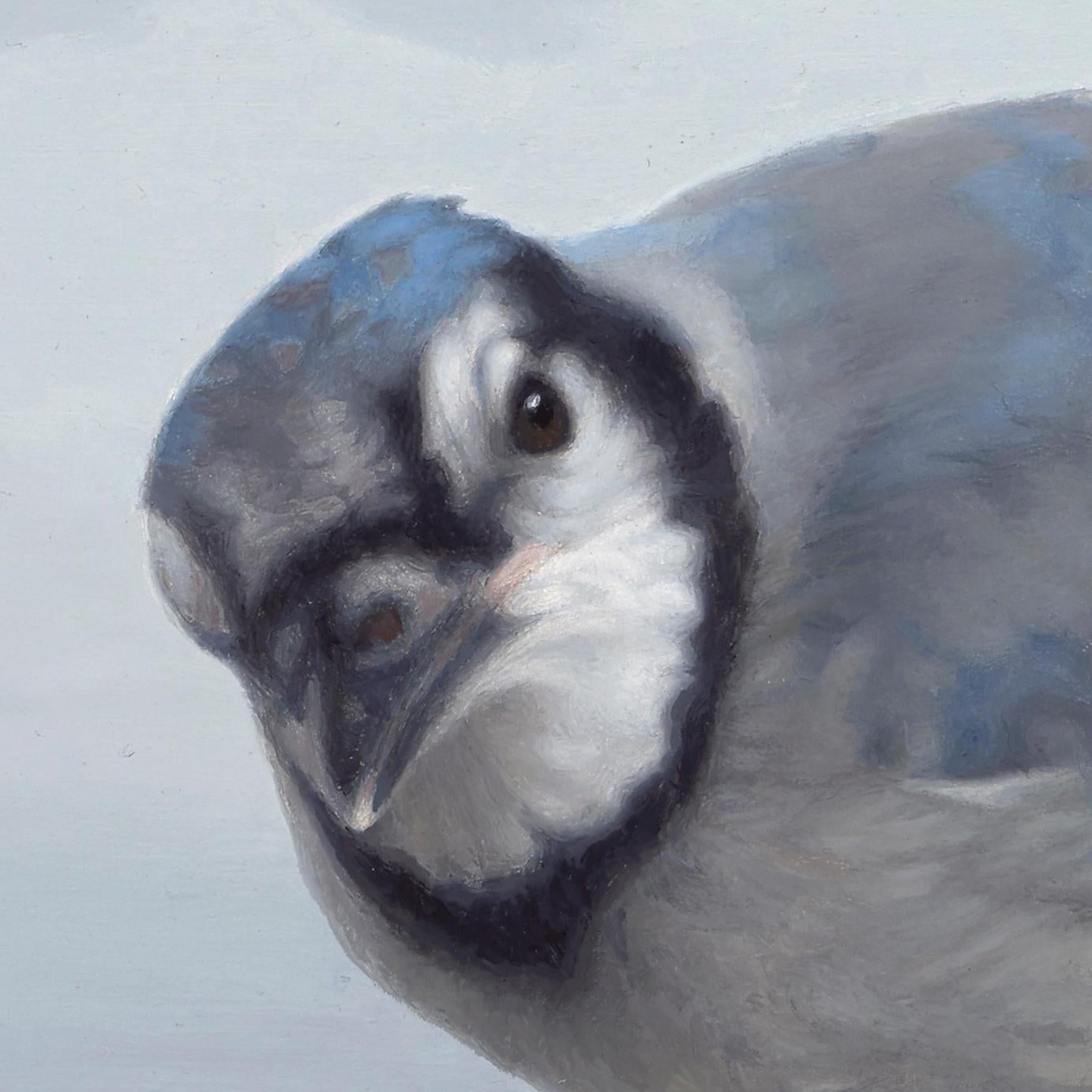 « Blue Jay », peinture à l'huile originale de Susan McDonnell, Avian Art - Gris Figurative Painting par Susan McDonell