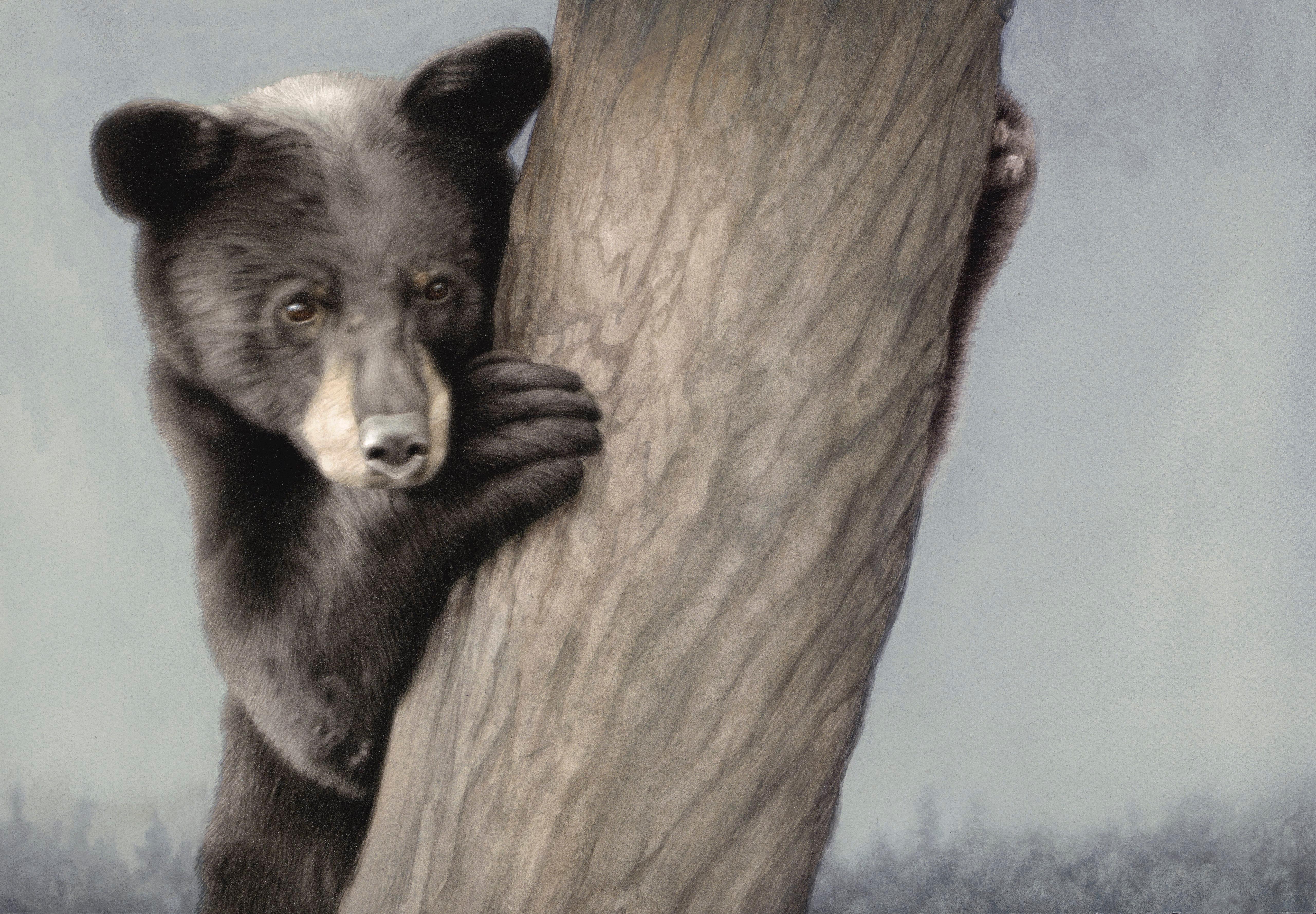 Susan McDonell Figurative Painting - "Yearling Black Bear, " Oil painting