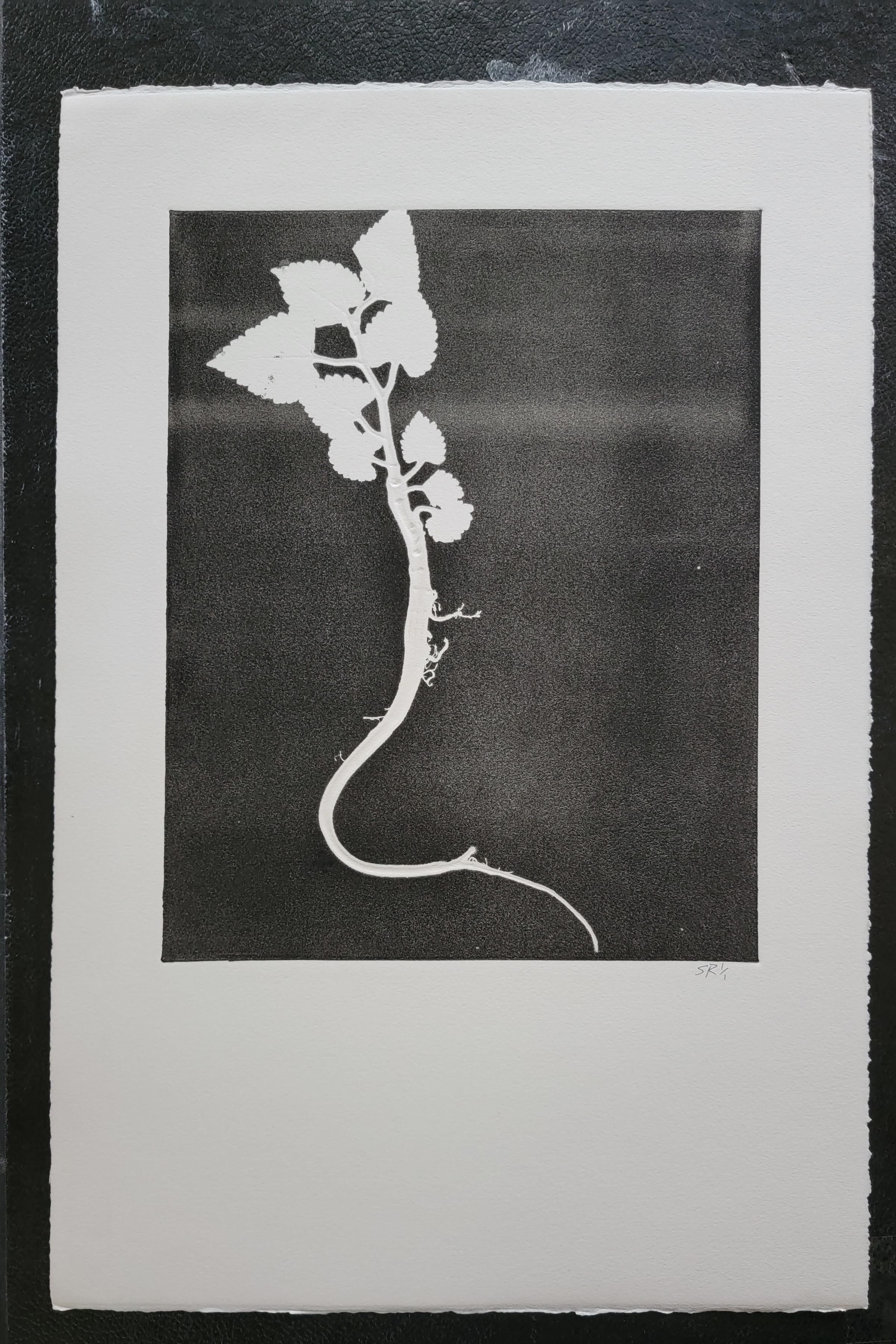Botanische Serie - Monoprints – Print von Susan Rowland