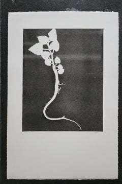 Botanical series - monoprints