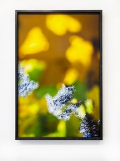 Abstract Nature Photograph by camera artist Susan Wides '11.2.19_2:17:32'