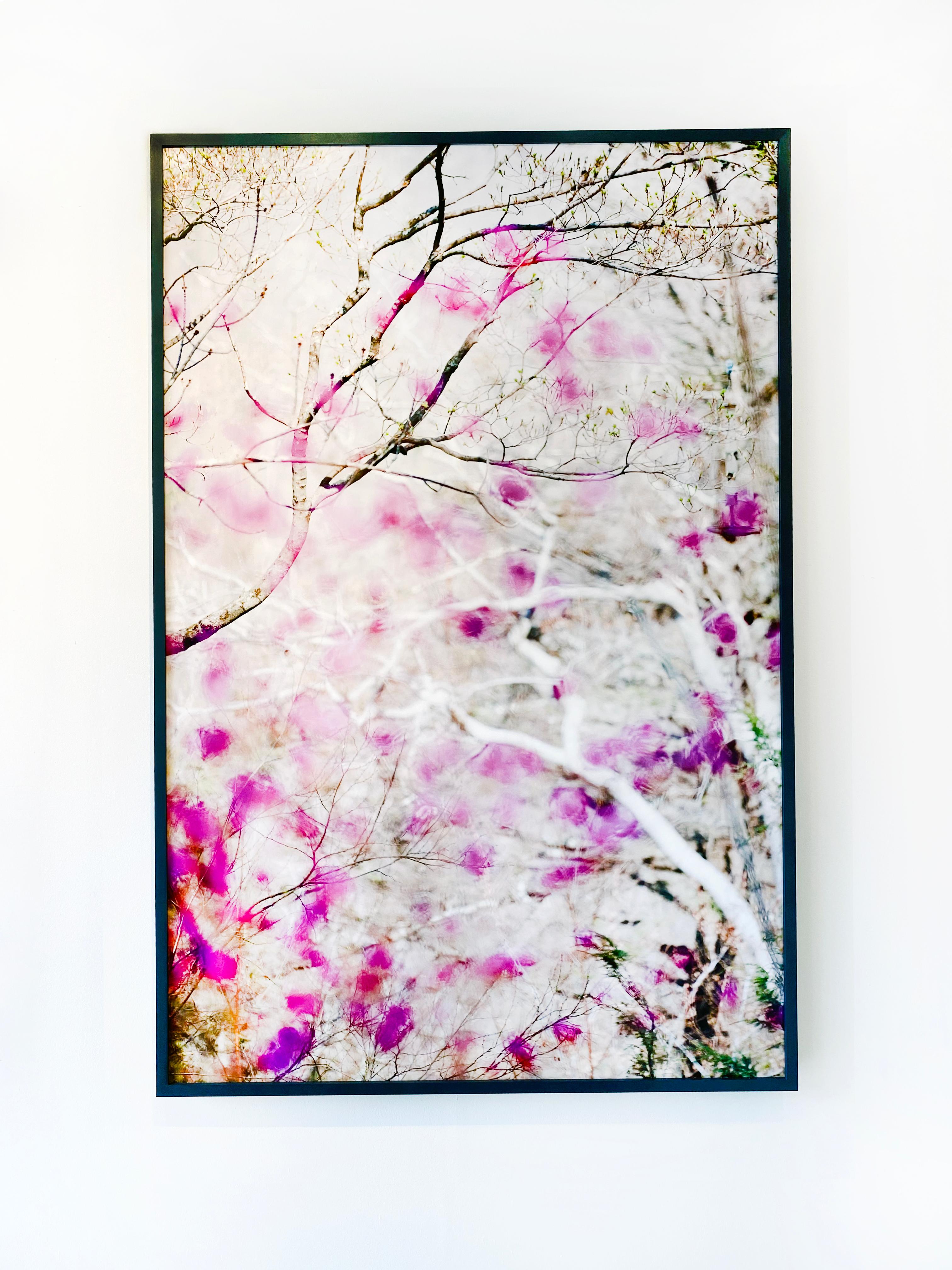 '5.4.15_3:50:51' 2017 by New York, contemporary camera artist Susan Wides. Dye sublimation aluminum, Ed. of 5  60 x 40 in. / Frame: 60.75 x 41 in. This color photograph features a close-up view of a cherry blossom tree in a dark grey frame. Using