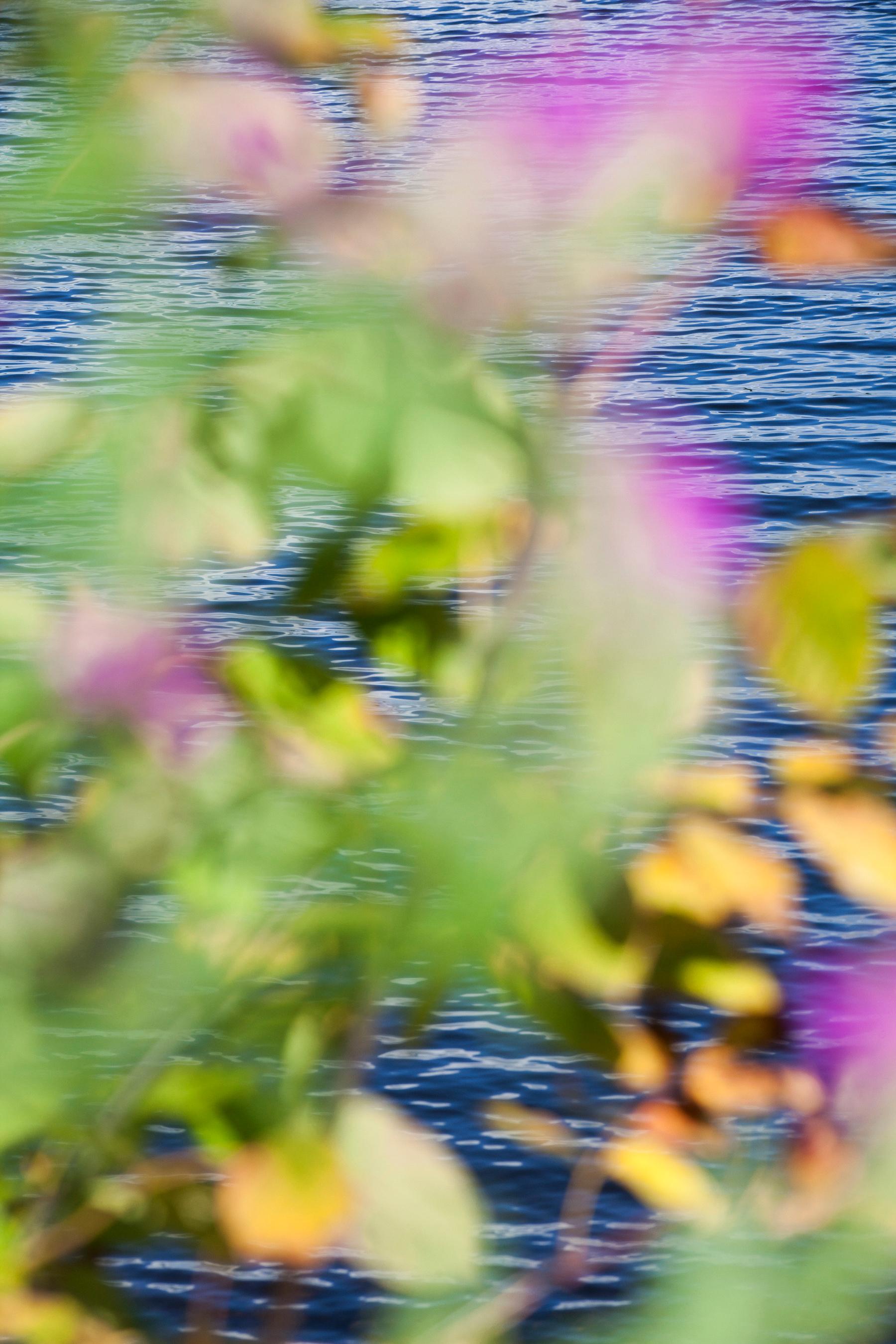 9.11.15_3:20:17' 2017 von Susan Wides, New York, zeitgenössische Kamerakünstlerin. Chromogener Druck, 5 Exemplare, 30 x 20 Zoll. / Rahmen: 30.75 x 20.75 in. Diese Farbfotografie zeigt eine abstrahierte Ansicht von Wasser, Blumen und Blättern in