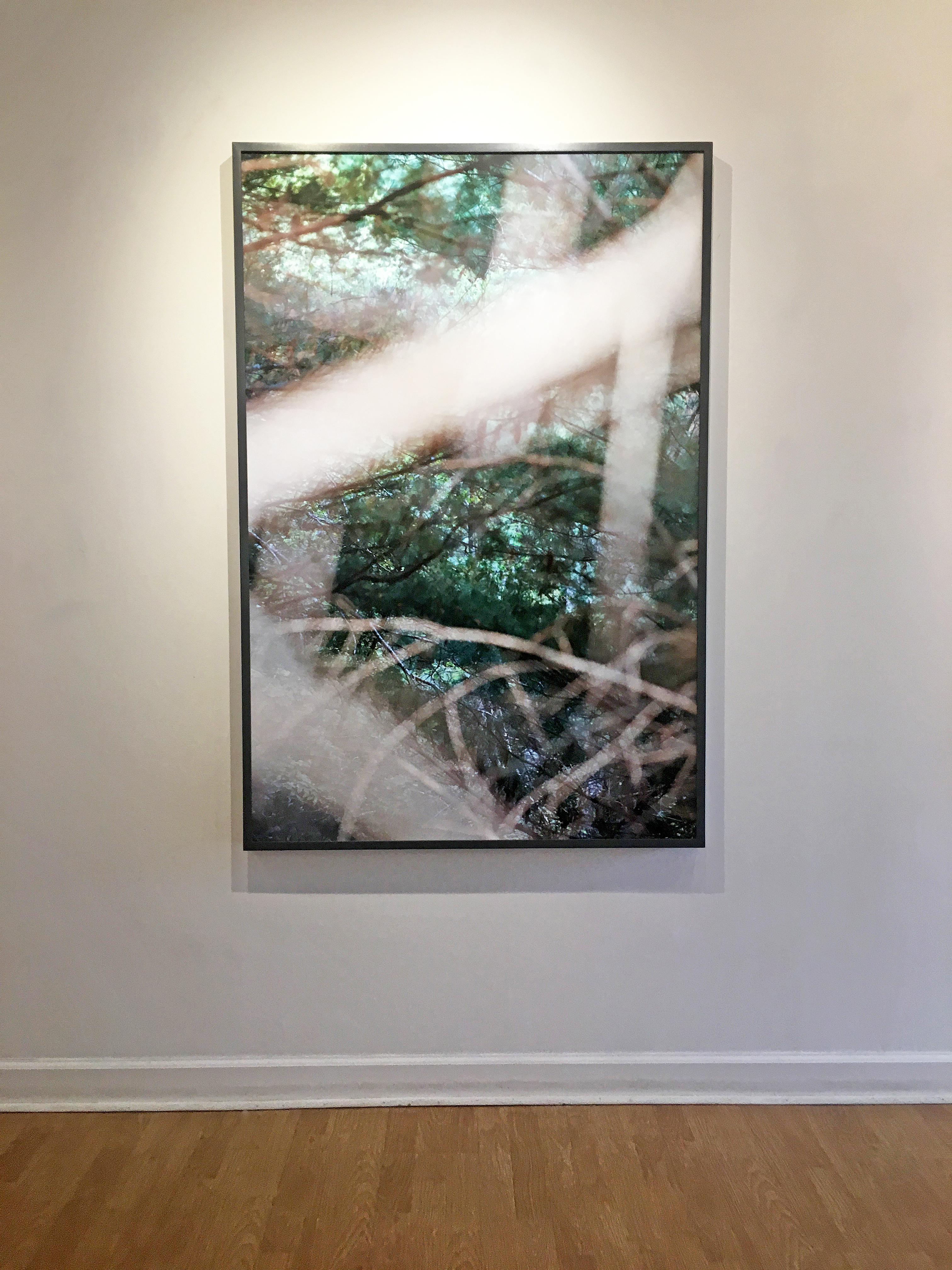 '8.31.15_4:45:54' 2017 by Susan Wides. Dye sublimation aluminum, Ed. of 5, 60 x 40 in. / Frame: 60.75 x 41 in. This color photo features a close-up view of a forest landscape with several tree branches and leaves in a dark grey frame. Using
